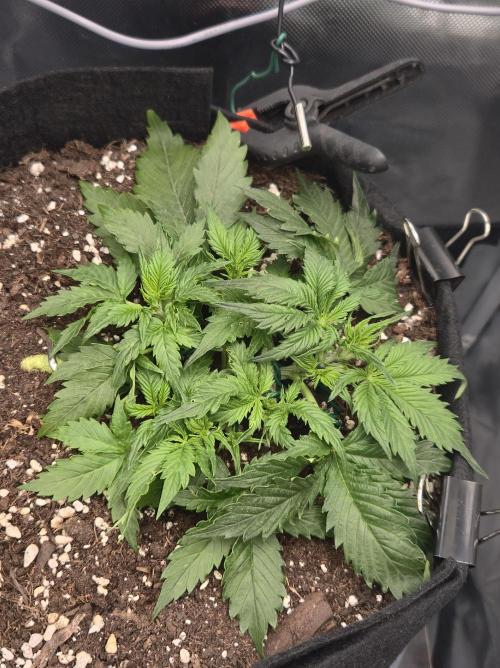 AK-47 Autoflower. Week 5
