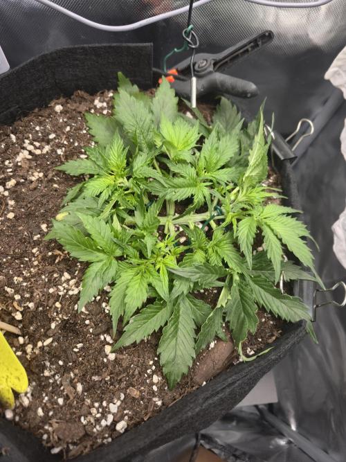 AK-47 Autoflower. Week 5