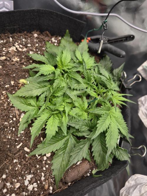 AK-47 Autoflower. Week 5