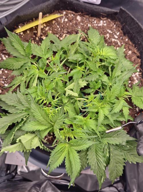 AK-47 Autoflower. Week 5