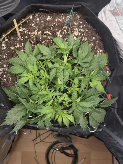 AK-47 Autoflower. Week 5