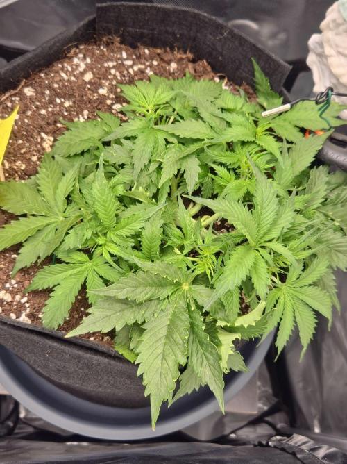 AK-47 Autoflower. Week 5 - 12.5.26