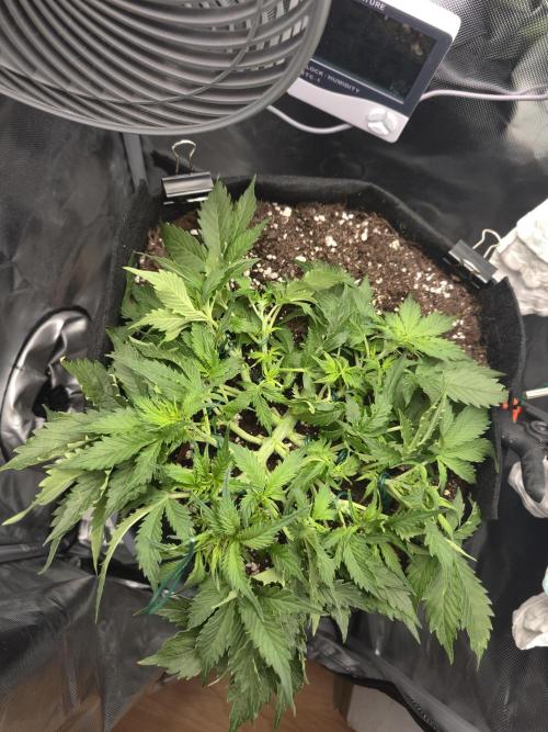 AK-47 Autoflower. Week 6