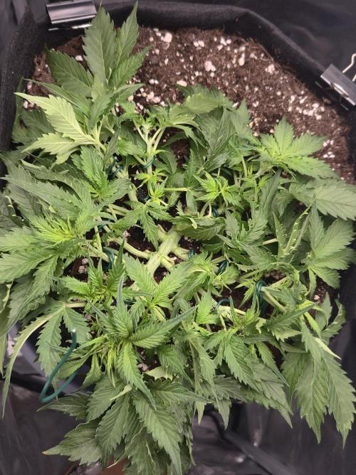 AK-47 Autoflower. Week 6
