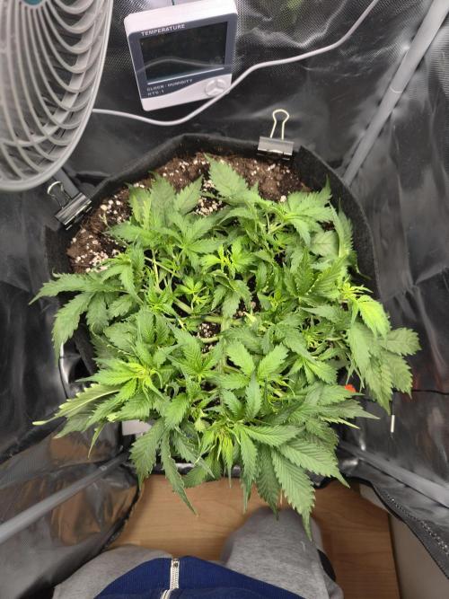 AK-47 Autoflower. Week 6