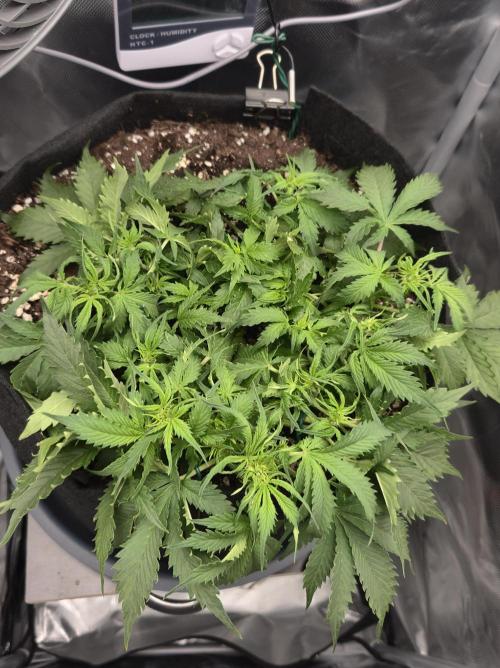 AK-47 Autoflower. Week 6