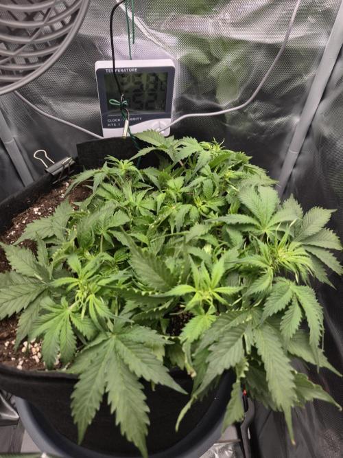 AK-47 Autoflower. Week 6