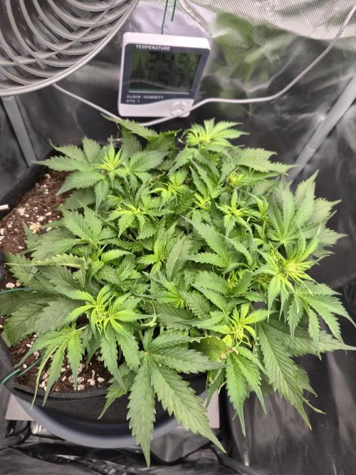 AK-47 Autoflower. Week 6