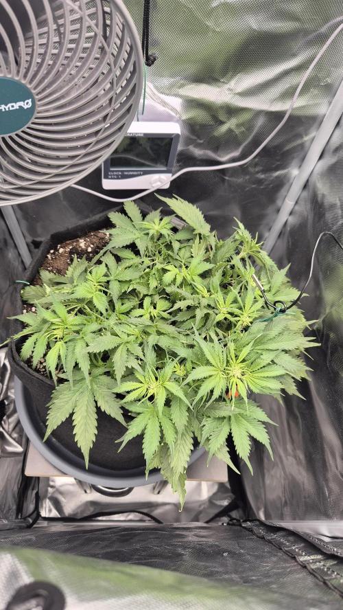 AK-47 Autoflower. Week 6