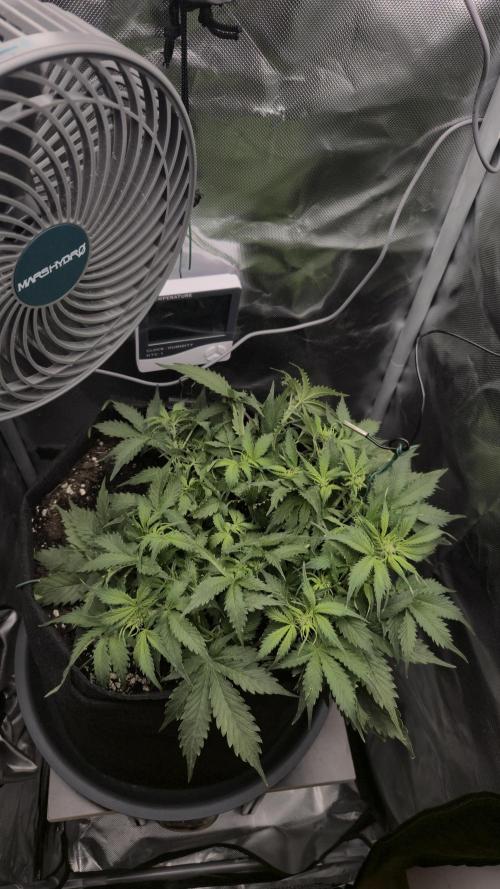 AK-47 Autoflower. Week 6