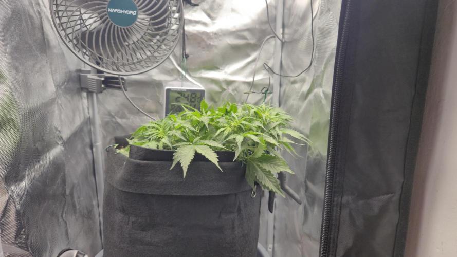 AK-47 Autoflower. Week 6