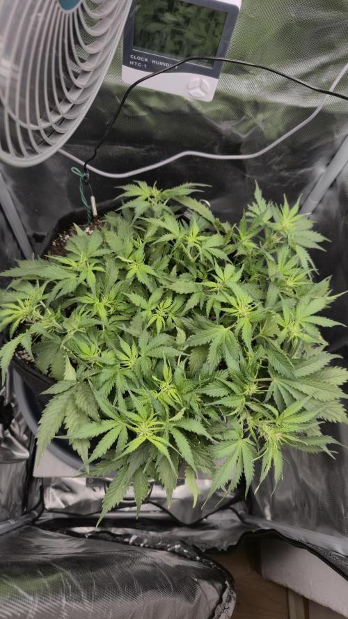 AK-47 Autoflower. Week 6 - 37.dan