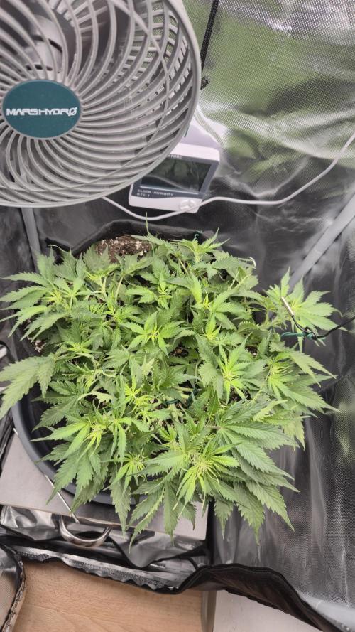 AK-47 Autoflower. Week 7