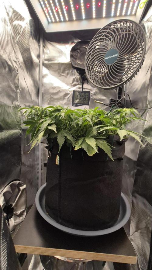 AK-47 Autoflower. Week 7