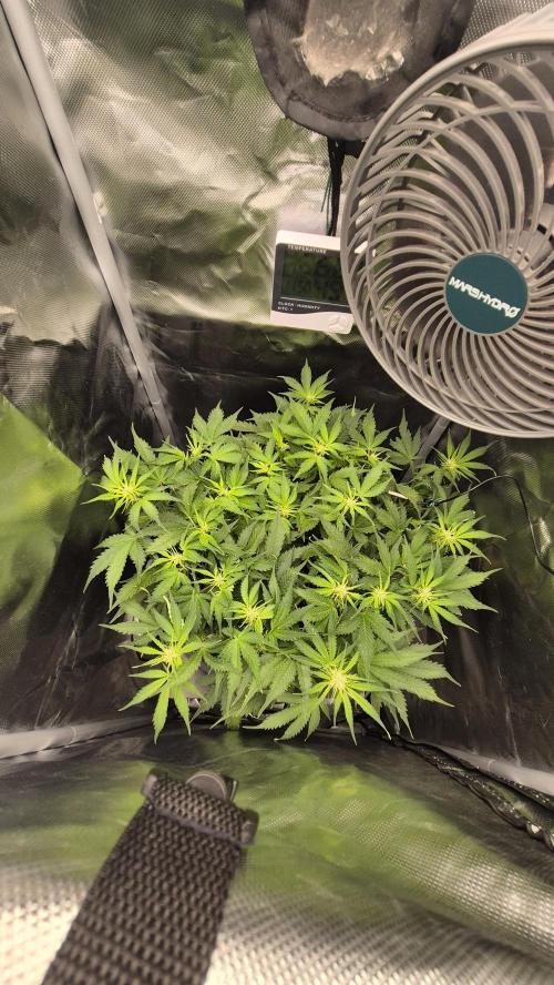 AK-47 Autoflower. Week 7