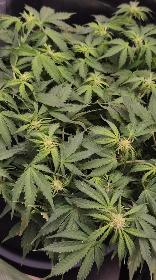 AK-47 Autoflower. Week 7