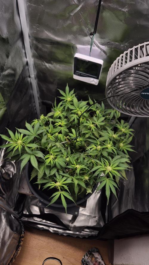 AK-47 Autoflower. Week 7