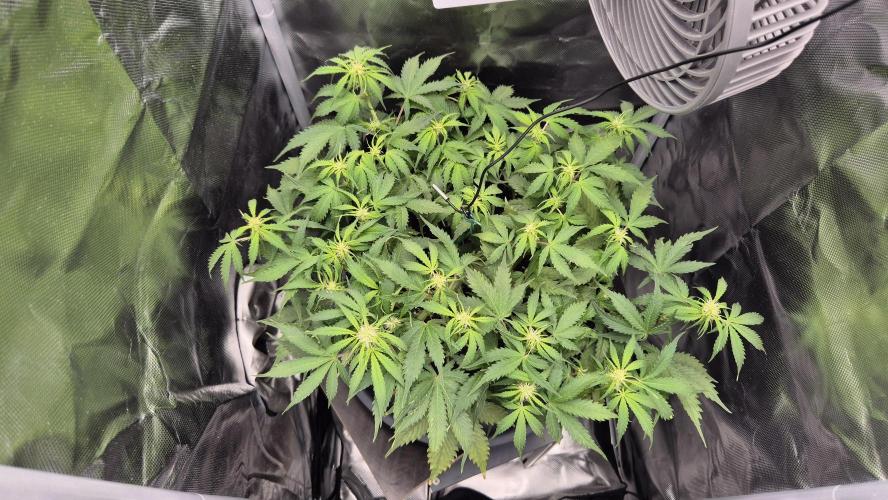 AK-47 Autoflower. Week 7 - 41.dan