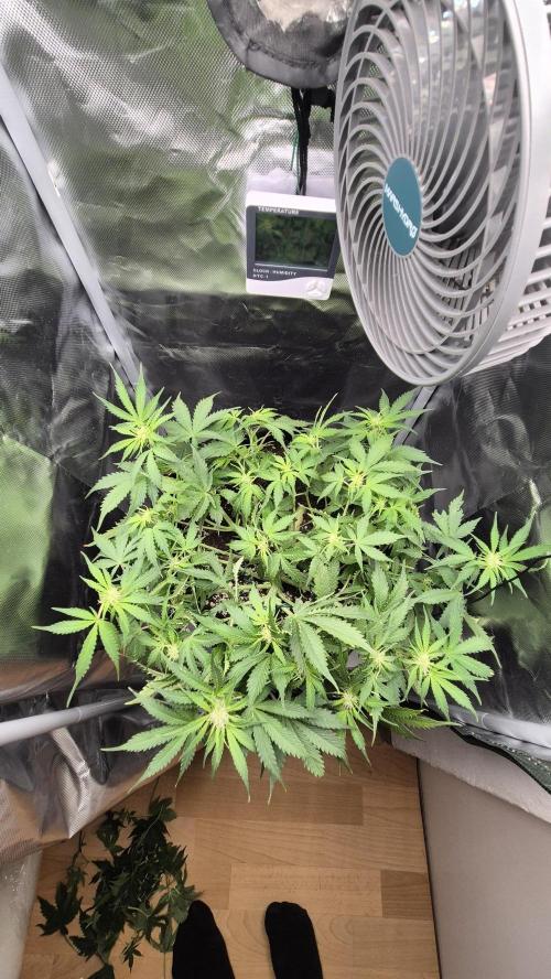 AK-47 Autoflower. Week 7 - 41.dan,Šišanje