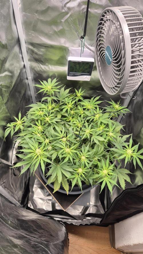 AK-47 Autoflower. Week 8