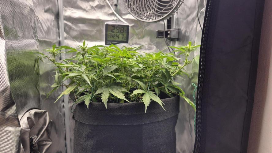 AK-47 Autoflower. Week 8