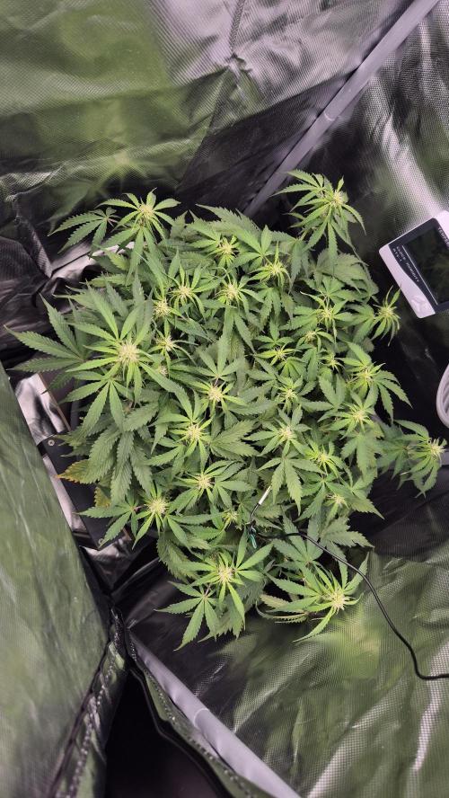 AK-47 Autoflower. Week 8