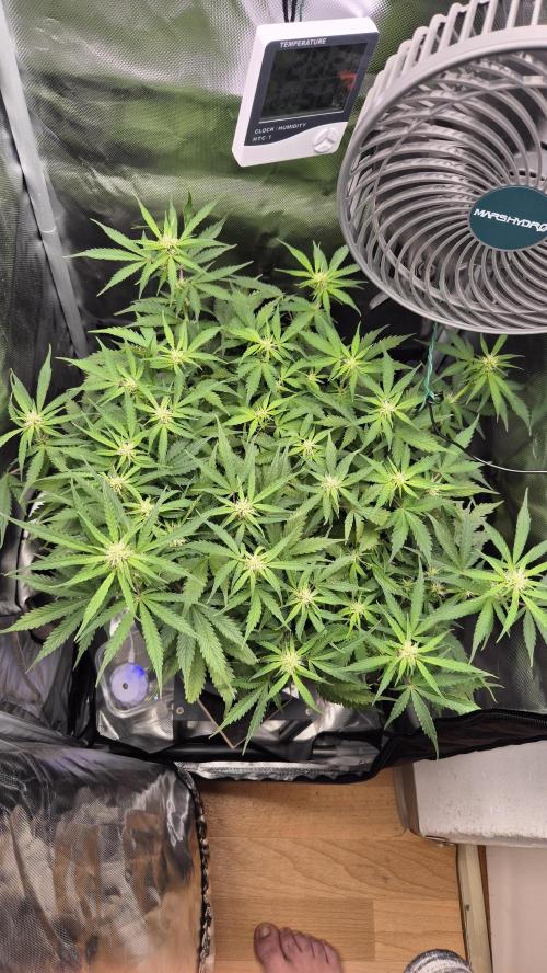 AK-47 Autoflower. Week 8