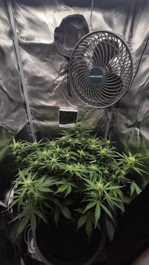 AK-47 Autoflower. Week 8 - Zvjezda ⭐️