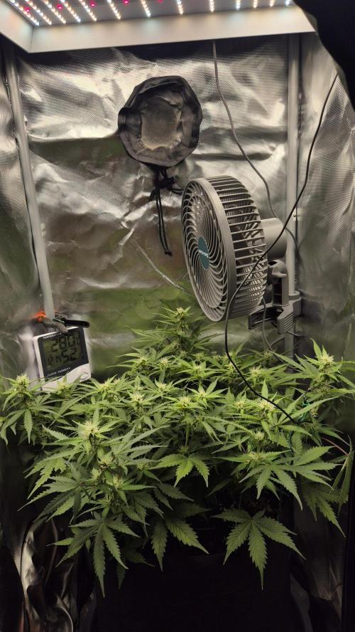 AK-47 Autoflower. Week 9