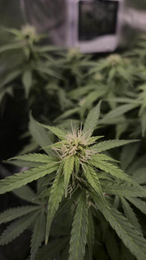 AK-47 Autoflower. Week 9