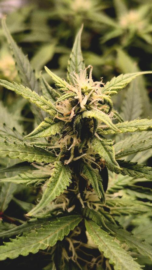 AK-47 Autoflower. Week 9