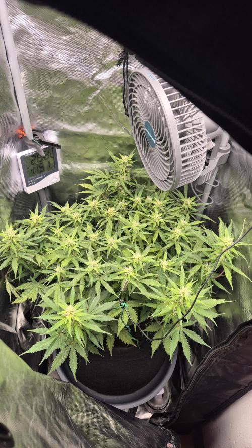 AK-47 Autoflower. Week 9
