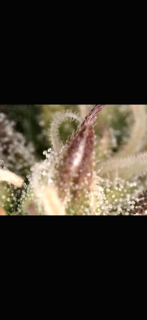 AK-47 Autoflower. Week 9 - 62.dan