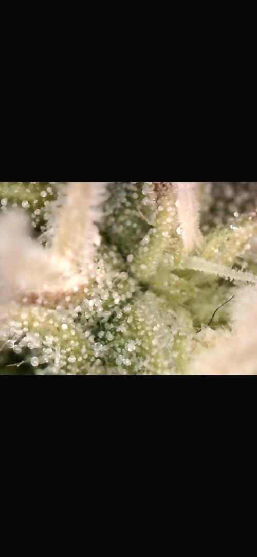 AK-47 Autoflower. Week 9