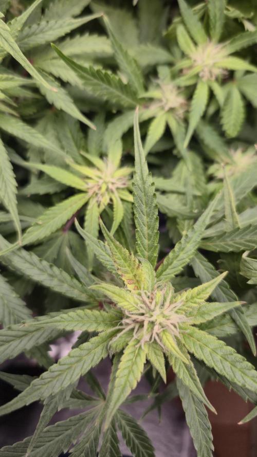 AK-47 Autoflower. Week 9