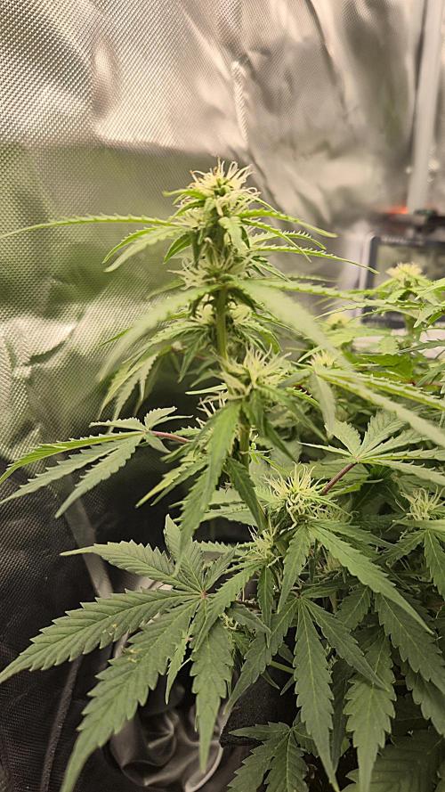 AK-47 Autoflower. Week 10
