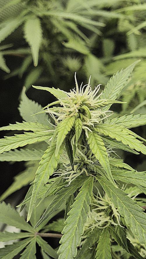 AK-47 Autoflower. Week 10