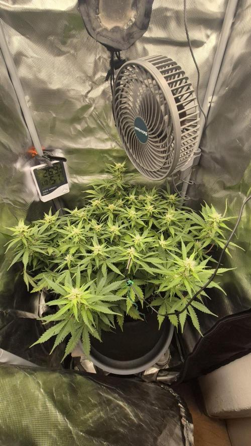 AK-47 Autoflower. Week 10