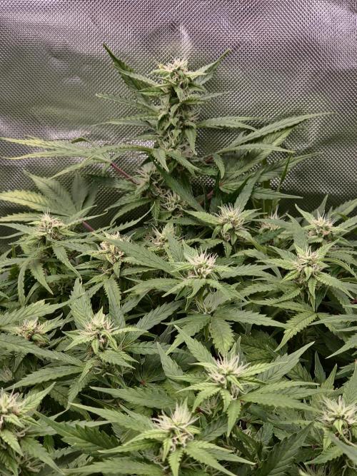 AK-47 Autoflower. Week 10