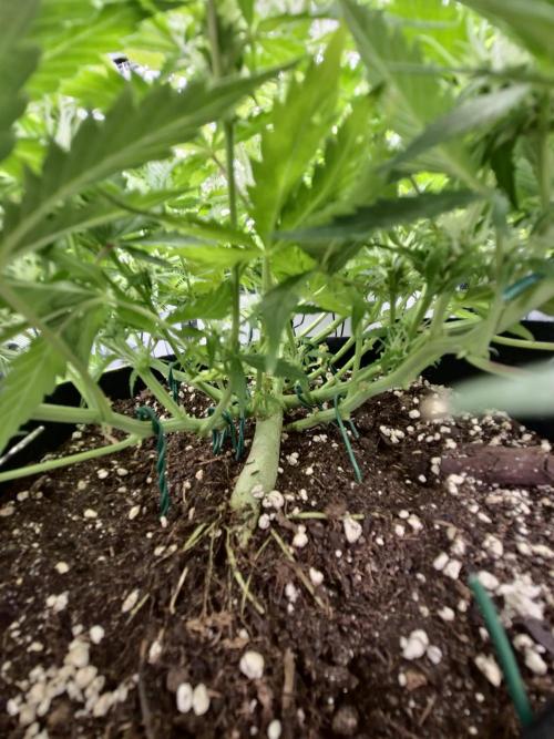 AK-47 Autoflower. Week 10