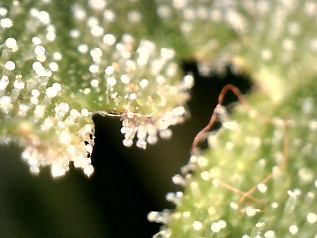 AK-47 Autoflower. Week 10