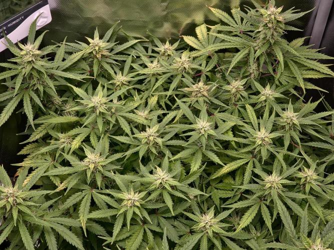 AK-47 Autoflower. Week 10