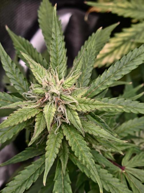AK-47 Autoflower. Week 10