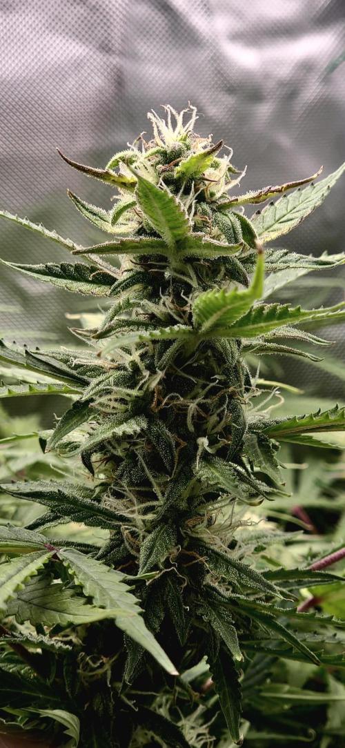 AK-47 Autoflower. Week 10