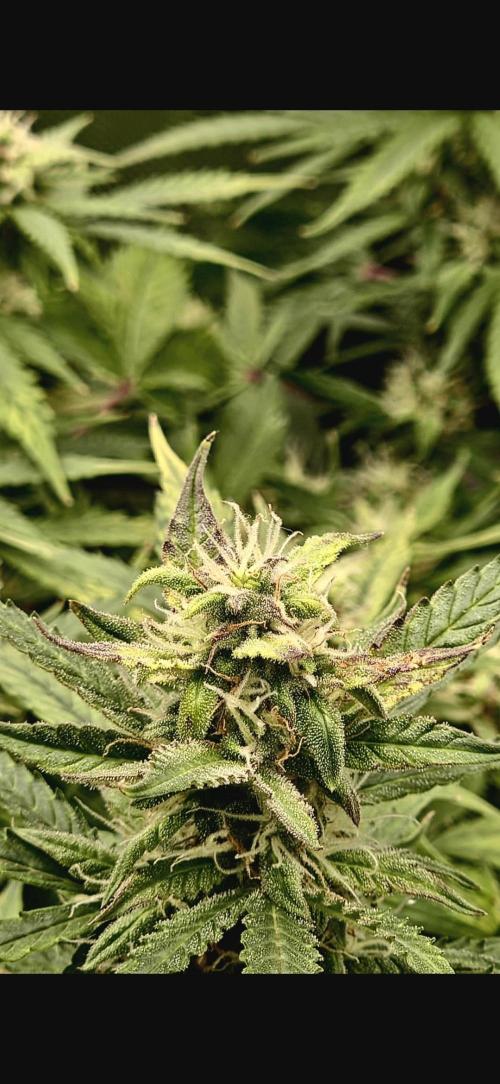 AK-47 Autoflower. Week 10