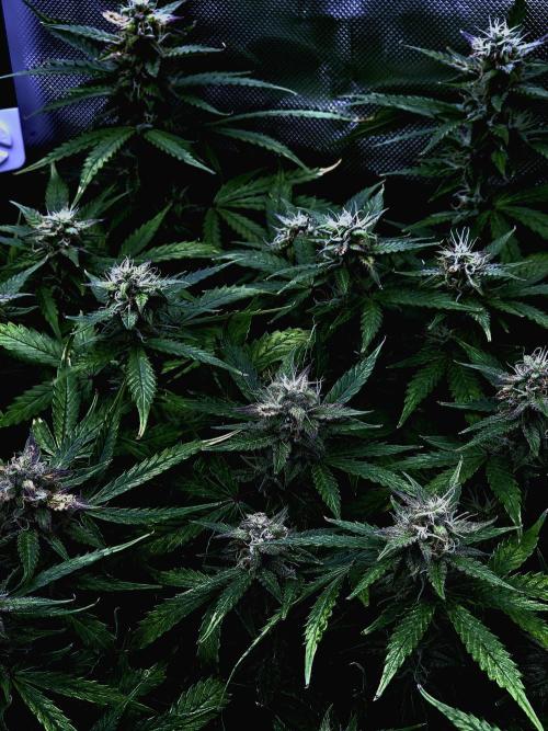 AK-47 Autoflower. Week 11