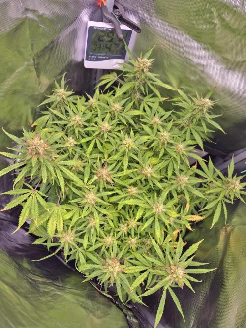 AK-47 Autoflower. Week 11