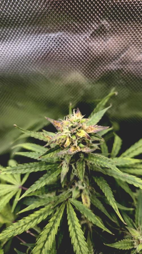 AK-47 Autoflower. Week 11
