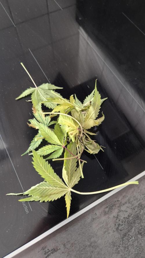 AK-47 Autoflower. Week 11