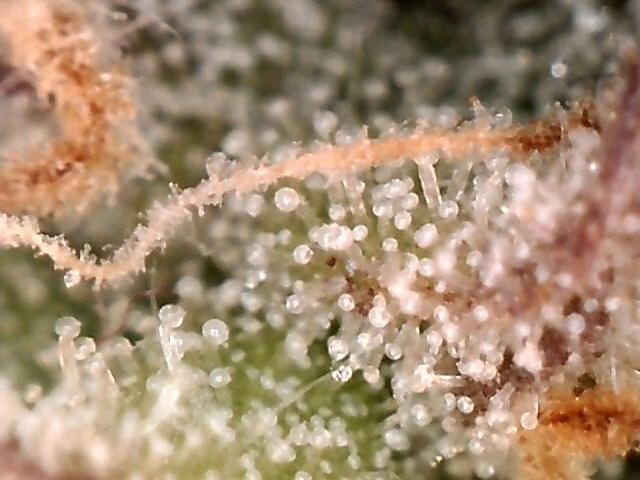 AK-47 Autoflower. Week 11